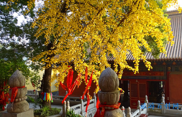 宝通寺什么时候开放？