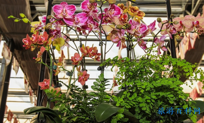 国际鲜花港附近景点(国际鲜花港门票)